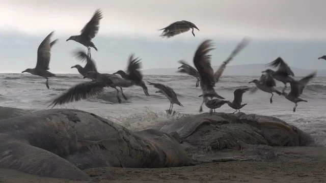 Shorebirds