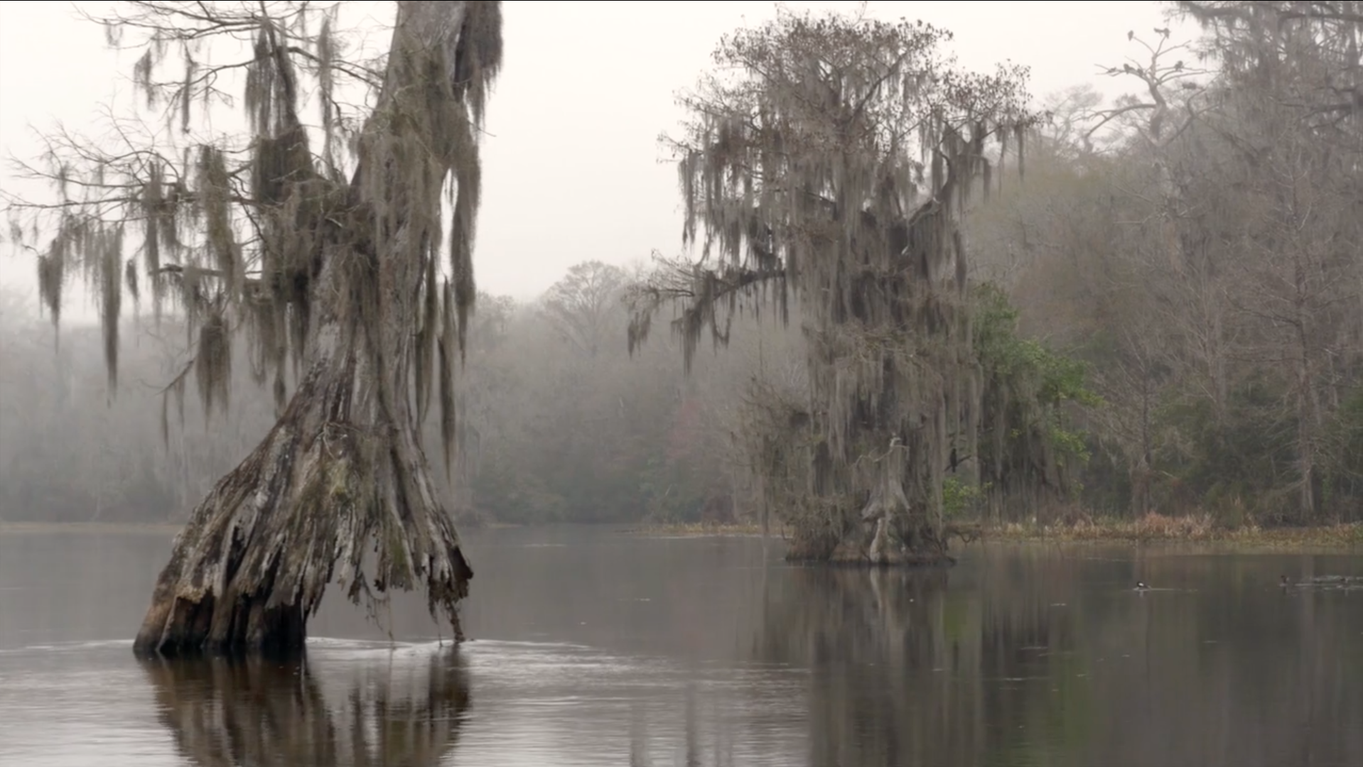 Elephant Micah - Hydrilla